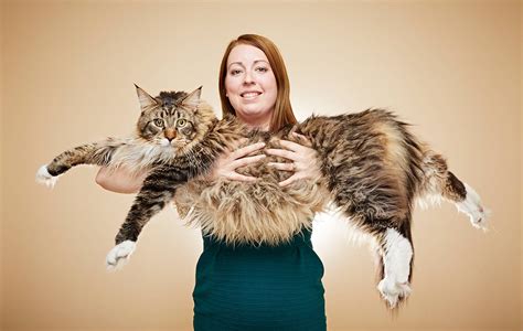 18 m (33 ft 4 in) long and belongs to James A. . Breed of the guinness world records longest cat crossword clue